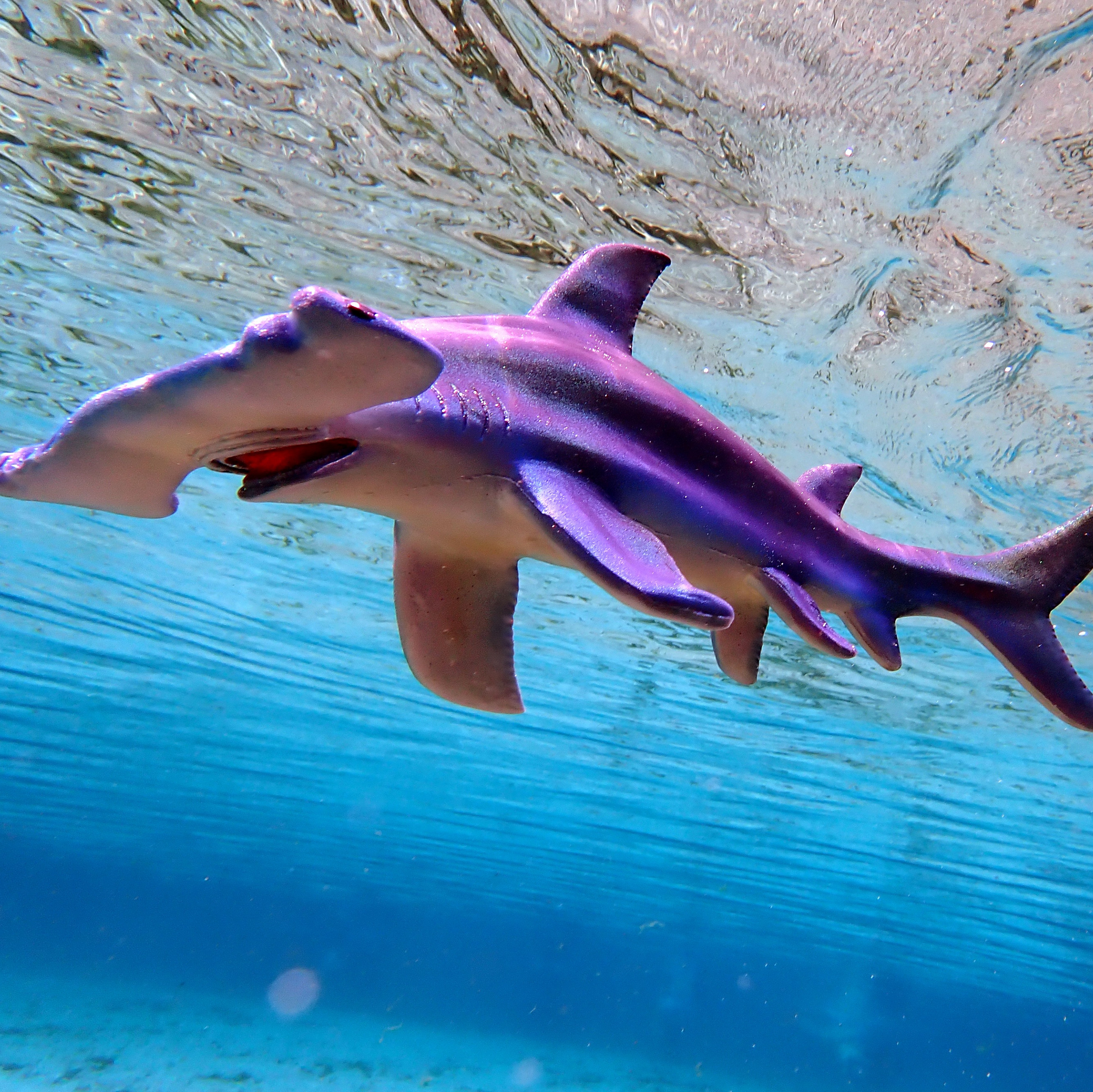 Teeny Tagalongs - Anchor the Baby Hammerhead Shark | Jurassic