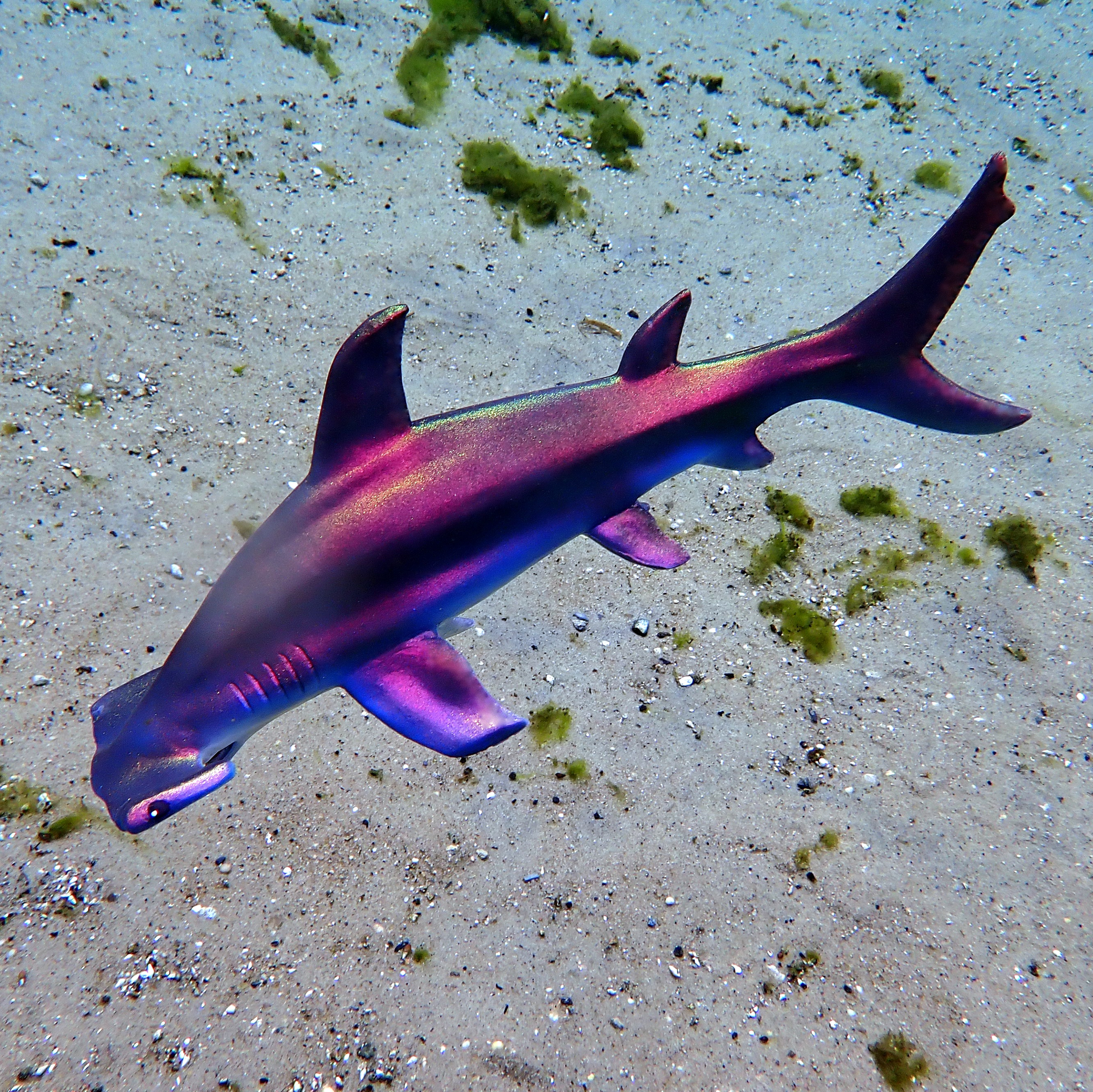 Teeny Tagalongs - Anchor the Baby Hammerhead Shark